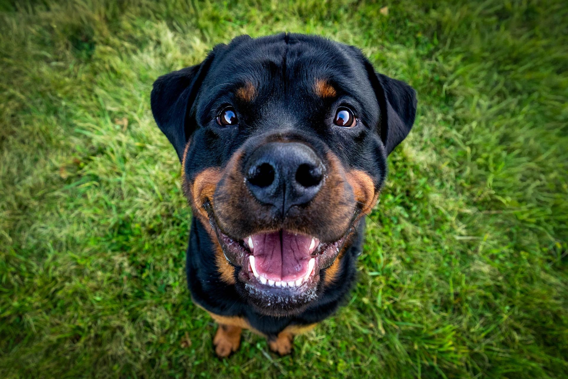 Spring and summer pet photography session outdoors